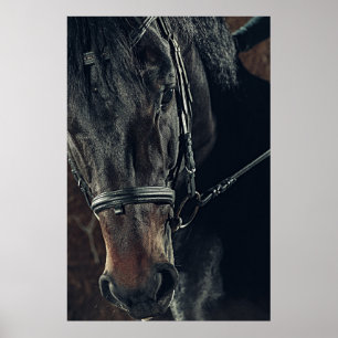 Mooie zwarte paard poster