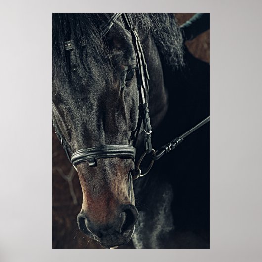 Mooie zwarte paard poster (Voorkant)