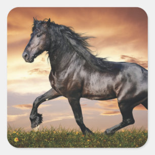 Mooie zwarte paard vierkante sticker