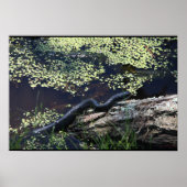 Mooie zwarte slang afdrukken poster (Voorkant)