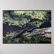 Mooie zwarte slang afdrukken