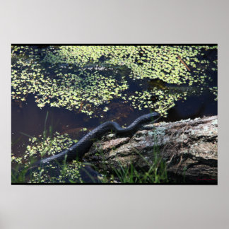 Mooie zwarte slang afdrukken poster