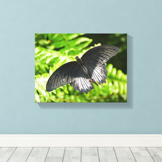 Mooie zwarte vlinder insecten Natuur Canvas Afdruk (Insitu (Houten vloer))