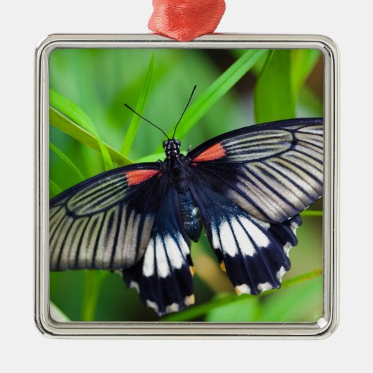 Mooie zwarte, witte en rode vlinder metalen ornament (Voorkant)