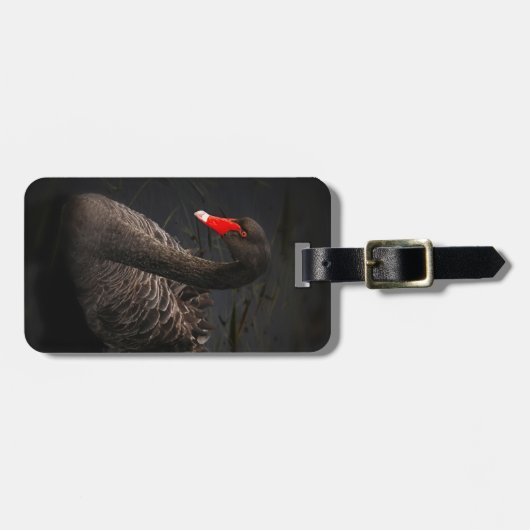 Mooie zwarte zwaan met een helder rood dok bagagelabel (Voorkant horizontaal)