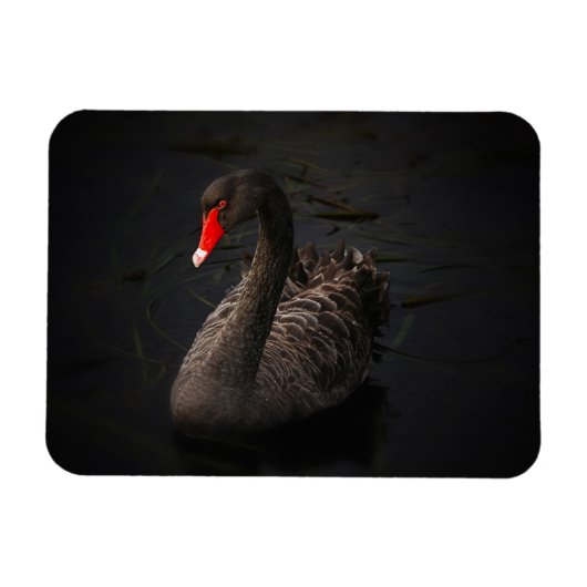 Mooie zwarte zwaan met een helder rood dok magneet (Horizontaal)