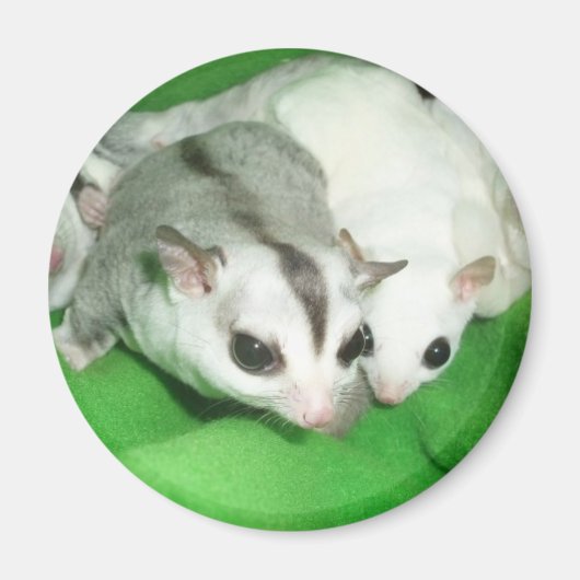 Mooie zweefvliegtuigen magneet (Voorkant)