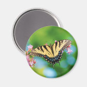 Mooie Zwemstaartvlinder op  bloemen Magneet (Voorkant / Achterkant)