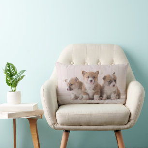 Mooiste Baby Dieren   3 Baby Corgis Kussen
