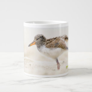 Mooiste baby dieren Amerikaanse Scholekster Kuik Grote Koffiekop