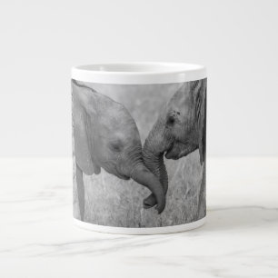 Mooiste Baby Dieren   Baby Olifanten Groeten Grote Koffiekop