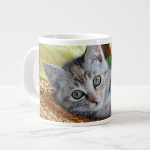 Mooiste baby dieren   Languit liggende kitten Grote Koffiekop