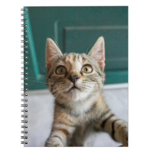 Mooiste Baby Dieren Mooie Tabby Kitten Notitieboek