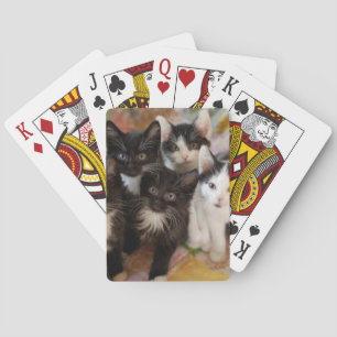 Mooiste baby dieren   Zwarte & witte katjes Pokerkaarten