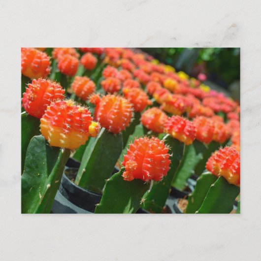 Moon Cactus Briefkaart (Voorkant)