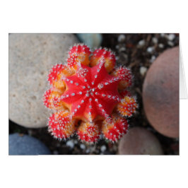 Moon cactus-kaart