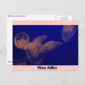 Moon Jellfish, Moon Jellies Briefkaart (Voorkant / Achterkant)