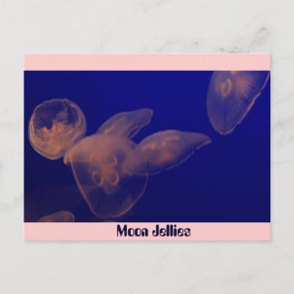 Moon Jellfish, Moon Jellies Briefkaart
