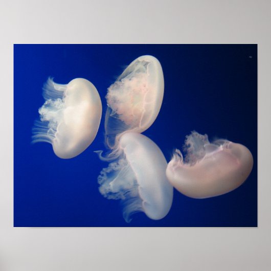 Moon Jellies Poster (Voorkant)