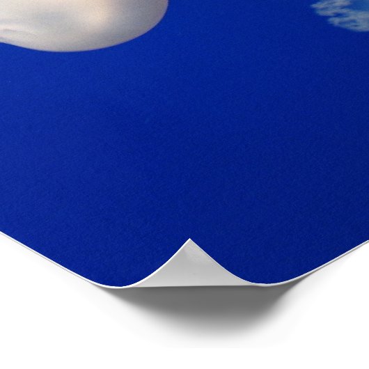 Moon Jellies Poster (Hoek)