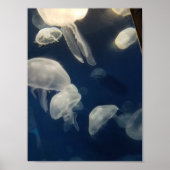 Moon Jellies Poster (Voorkant)