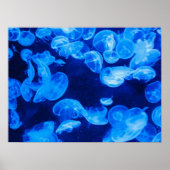 Moon Jelly Fish Poster (Voorkant)