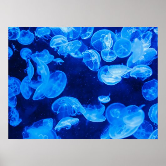 Moon Jelly Fish Poster (Voorkant)