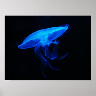 Moon Jelly Fish Poster