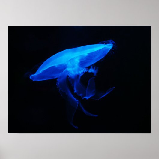 Moon Jelly Fish Poster (Voorkant)