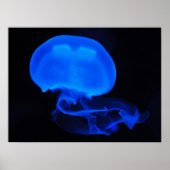 Moon Jelly Fish Poster (Voorkant)