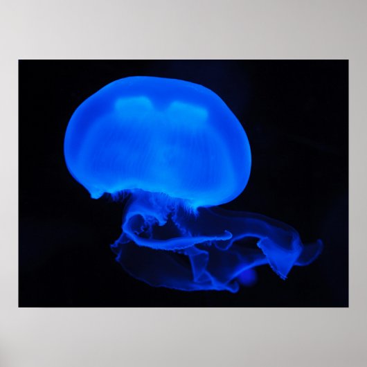 Moon Jelly Fish Poster (Voorkant)