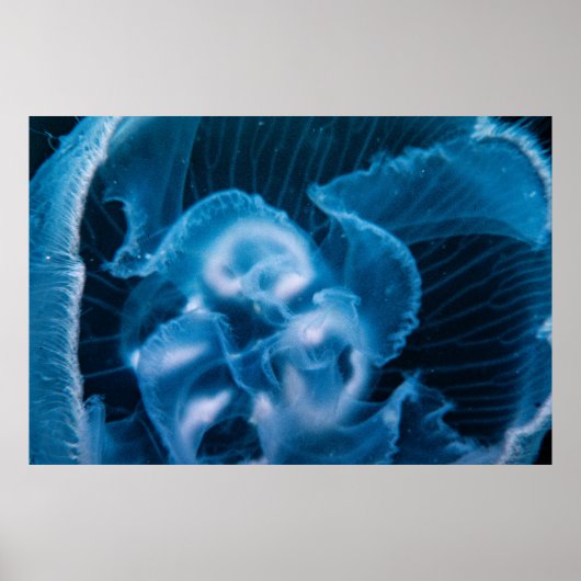 Moon Jelly Poster (Voorkant)
