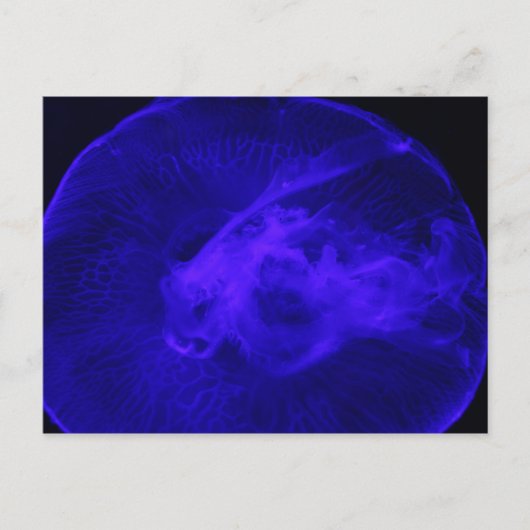 Moon Jellyfish # 32 Briefkaart (Voorkant)
