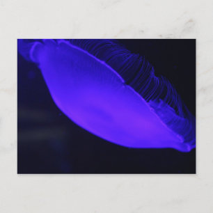 Moon Jellyfish # 5 Briefkaart