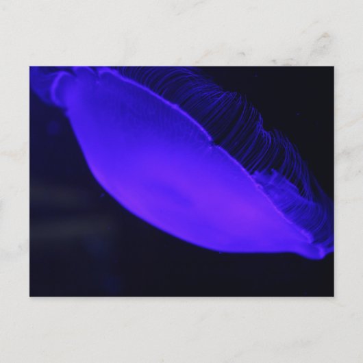 Moon Jellyfish # 5 Briefkaart (Voorkant)