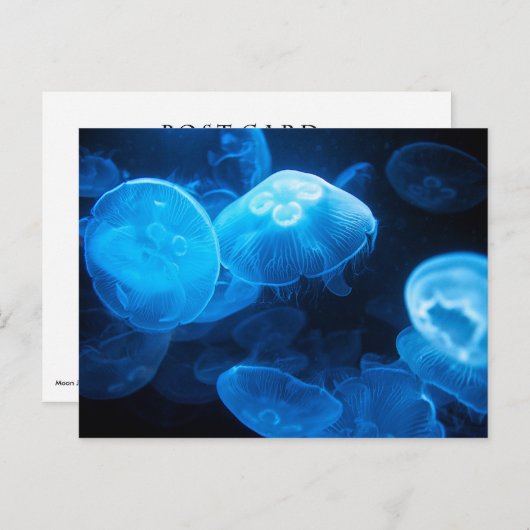 Moon Jellyfish Briefkaart (Voorkant / Achterkant)