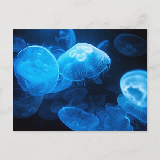 Moon Jellyfish Briefkaart (Voorkant)