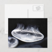 Moon Jellyfish Briefkaart (Voorkant / Achterkant)