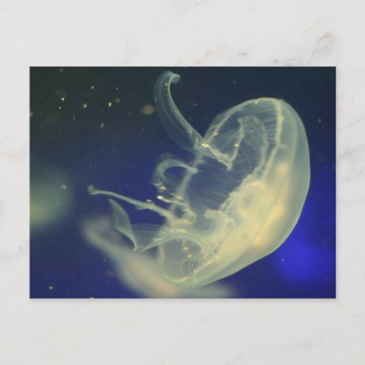 Moon Jellyfish Briefkaart (Voorkant)