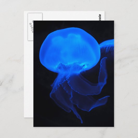 Moon Jellyfish Briefkaart (Voorkant / Achterkant)