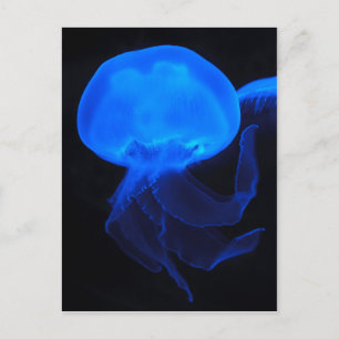 Moon Jellyfish Briefkaart
