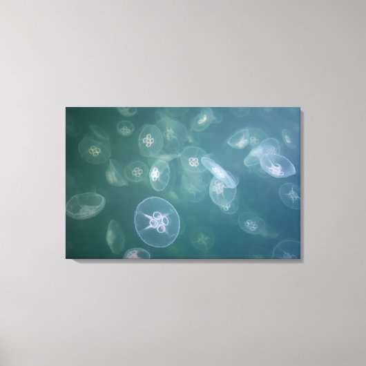 Moon jellyfish canvas afdruk (Voorkant)