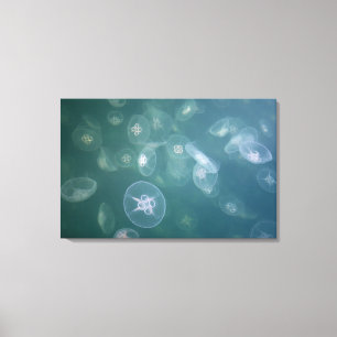 Moon jellyfish canvas afdruk