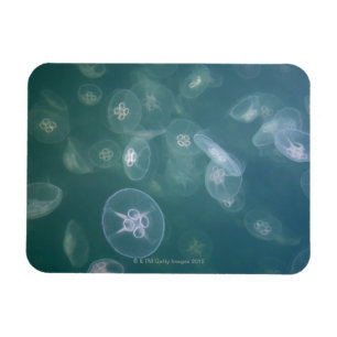 Moon jellyfish magneet