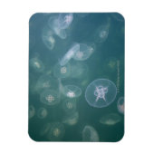 Moon jellyfish magneet (Verticaal)