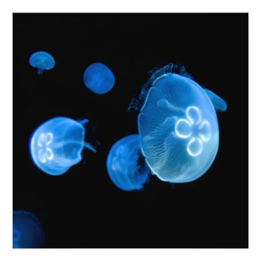 Moon jellyfish no. 4 foto afdruk (Voorkant)