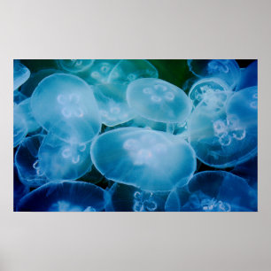 Moon Jellyfish Poster