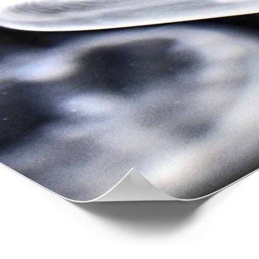 Moon Jellyfish Poster (Hoek)