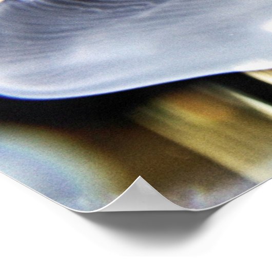 Moon Jellyfish Poster (Hoek)