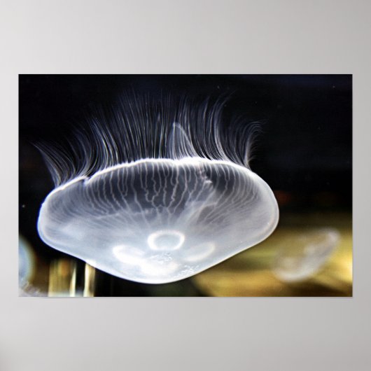 Moon Jellyfish Poster (Voorkant)